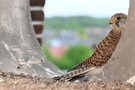 Der Kirchturmfalke