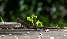 Licht und Schatten….