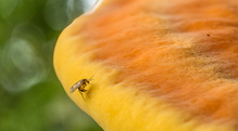 Chicken of the Woods