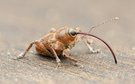 Eichelbohrer (Curculio glandium)