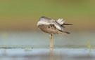 Ruhe in der Flachwasserzone