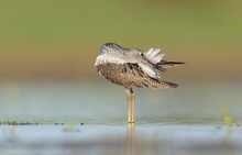 Ruhe in der Flachwasserzone