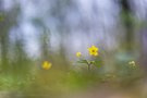 Gelbes Windröschen - Anemone ranunculoides