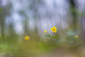 Gelbes Windröschen - Anemone ranunculoides