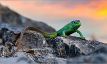 -Green Dragon-