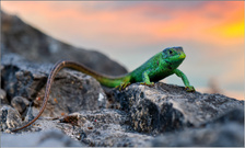 -Green Dragon-