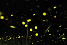 Leuchtkäferuniversum