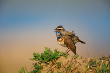 Blaukehlchen