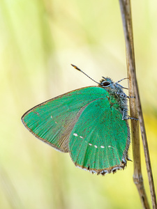 Grüner Zipfelfalter (Callophrys rubi)