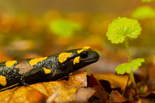 Feuersalamander im Buchenlaub