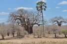 Baobab