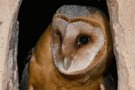 Schleiereulenportrait