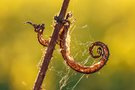 Kunst der Natur am Wegesrand