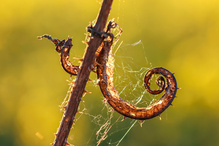 Kunst der Natur am Wegesrand