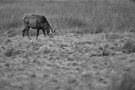 Rot-hirsch in
