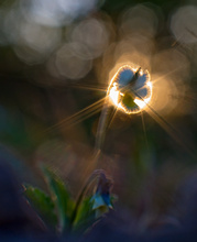 Into the Light