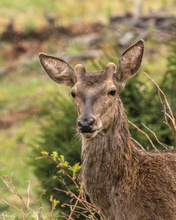 Junger Hirsch