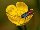 Ein Prachtkäfer (Anthaxia)