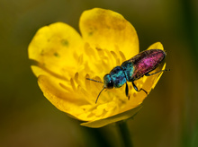 Ein Prachtkäfer (Anthaxia)