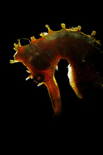 Seahorse from Lembeh strait / Indonesia