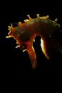 Seahorse from Lembeh strait / Indonesia