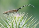 Weissstreifiger Distelbock (Agapanthia cardui)