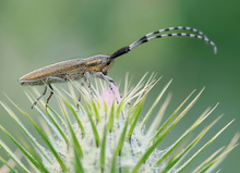 Weissstreifiger Distelbock (Agapanthia cardui)