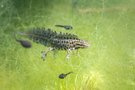 Kleine Drachen unter Wasser