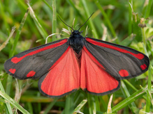 Jakobskrautbär (Tyria jacobaeae)