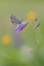 Himmelblauer Bläuling