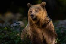 Braunbär im Abendlicht
