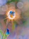 Into the Light II