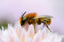 Distel-Mauerbiene (Osmia leaiana) (?)
