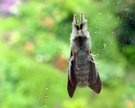 ... flauschig an der Scheibe ...