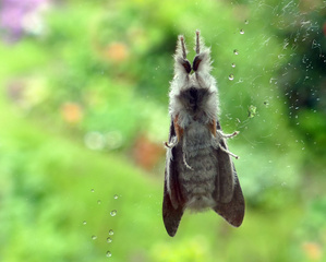 ... flauschig an der Scheibe ...