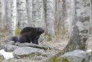 Wolverine
