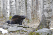 Wolverine