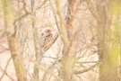 Wendehals und Habitat