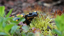Feuersalamander