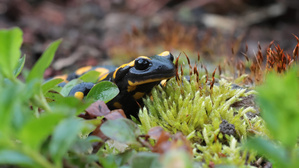 Feuersalamander