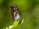 Mein erster Blauschwarzer Eisvogel (Limenitis reducta) in diesem Jahr