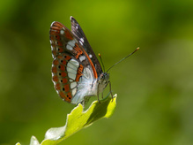 Mein erster Blauschwarzer Eisvogel (Limenitis reducta) in diesem Jahr