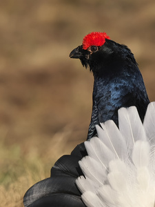 Aufmerksam