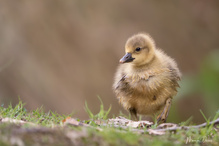 Cuteness Overload