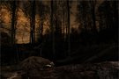 ~ Streifzug durch die Nacht ~