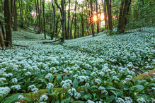 im  Bärlauch Wald