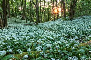 im  Bärlauch Wald