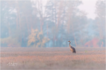 Kranich am Morgen