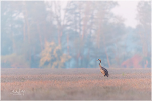 Kranich am Morgen