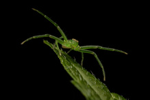 Grüne Krabbenspinne